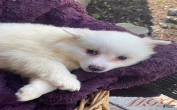 American Eskimo dogs for sale: Tessa - Image 5