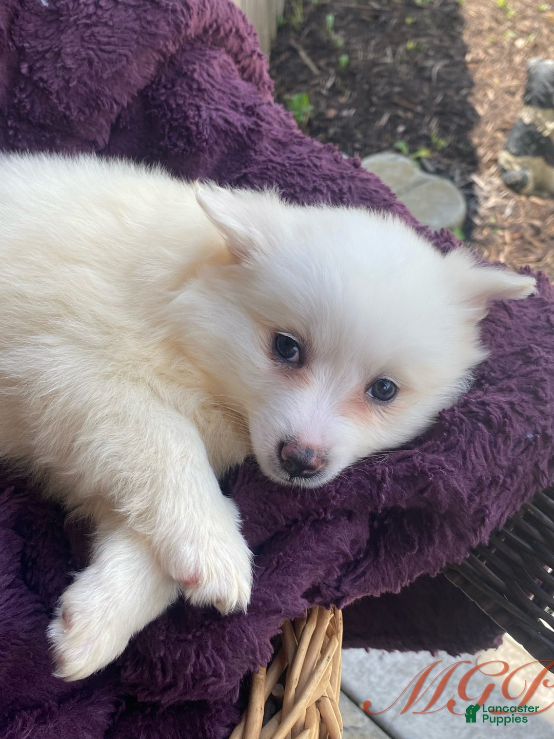 American Eskimo dogs for sale: Tessa - Image 5