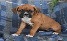 Boxer dogs for sale: Willow - Image 6