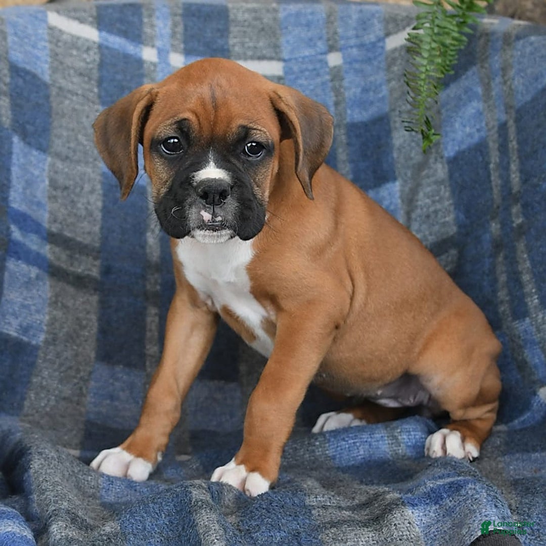 Boxer dogs for sale: Willow - Image 6