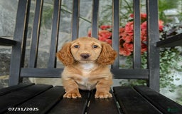 Miniature Dachshund dogs for sale: Chocolate - Image 7