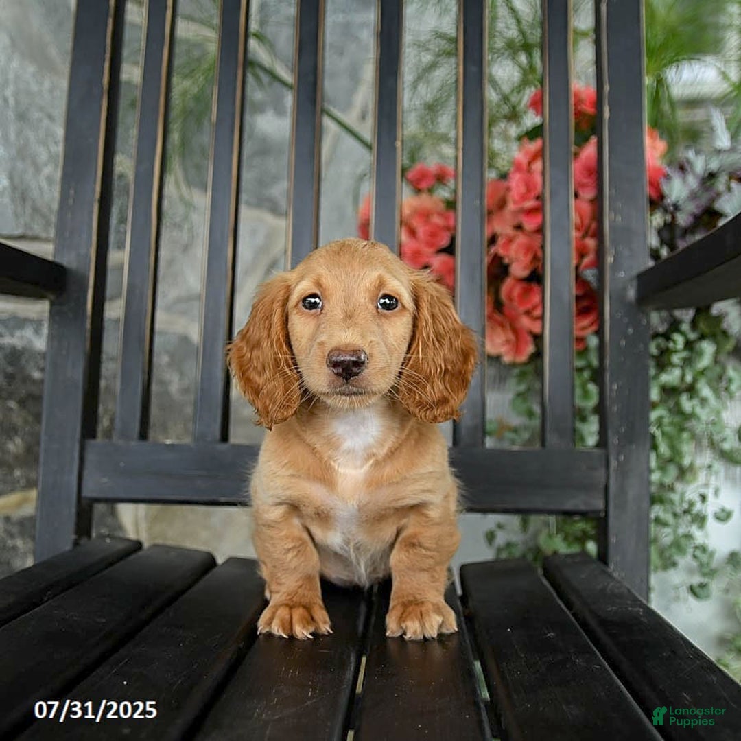 Miniature Dachshund dogs for sale: Chocolate - Image 7