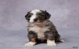 Mini Bernedoodle dogs for sale: Caleb - Image 1