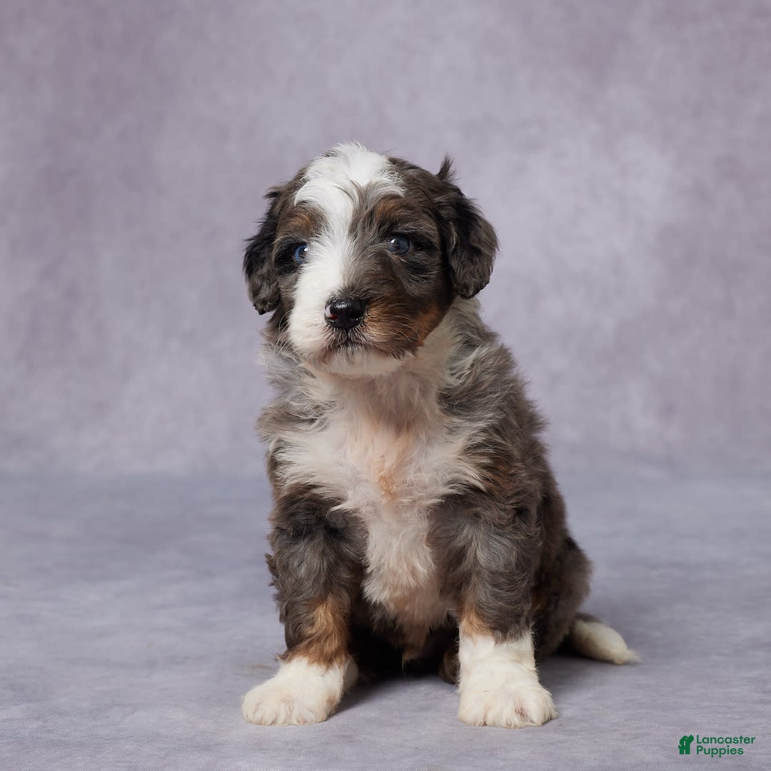 Mini Bernedoodle dogs for sale: Caleb - Image 1