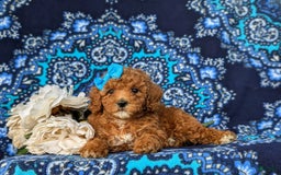 Miniature Poodle dogs for sale: Hana - Image 1