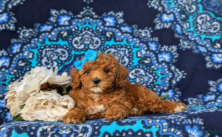 Miniature Poodle dogs for sale - Ad 2