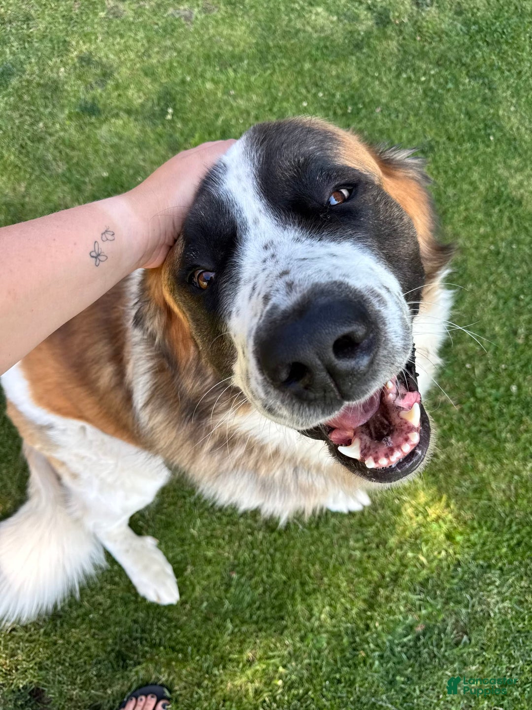 Saint Bernard dogs for sale: Jane Doe2 - Image 5