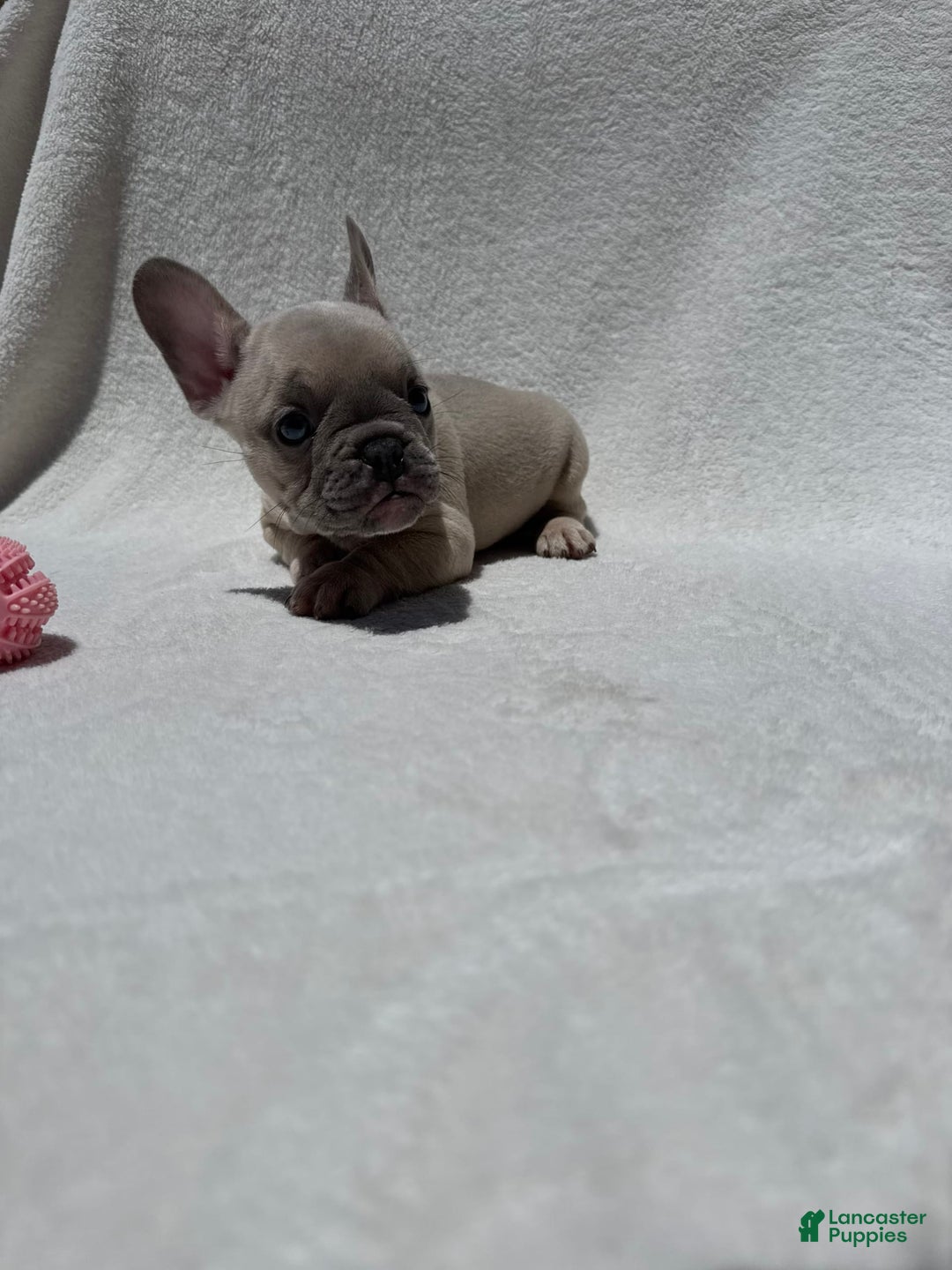 French Bulldog dogs for sale: Nigel - Image 5