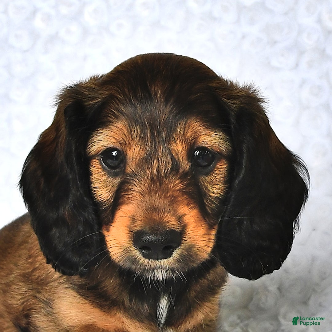 Miniature Dachshund dogs for sale: Kyle - Image 5