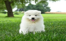 Samoyed dogs for sale: Goldie - Image 5