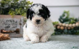 Miniature Poodle dogs for sale: Milo - Image 1