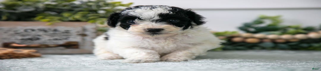 Milo