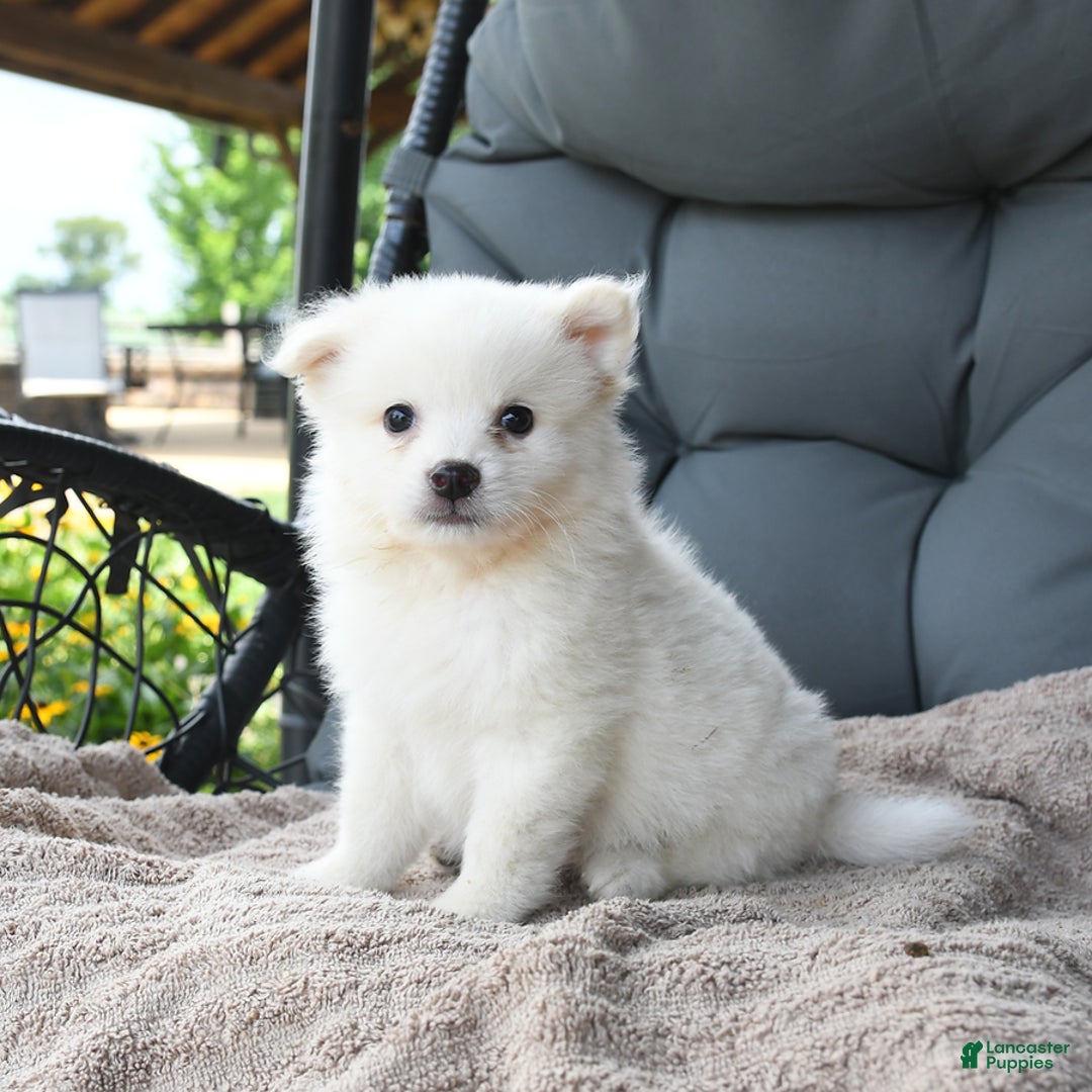 American Eskimo dogs for sale: Franklin - Image 1