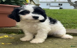Cavapoo dogs for sale: Cookie - Image 2