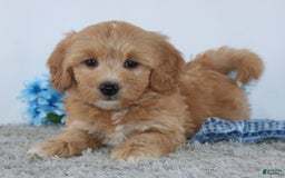 Mini Goldendoodle dogs for sale: Adriel - Image 1