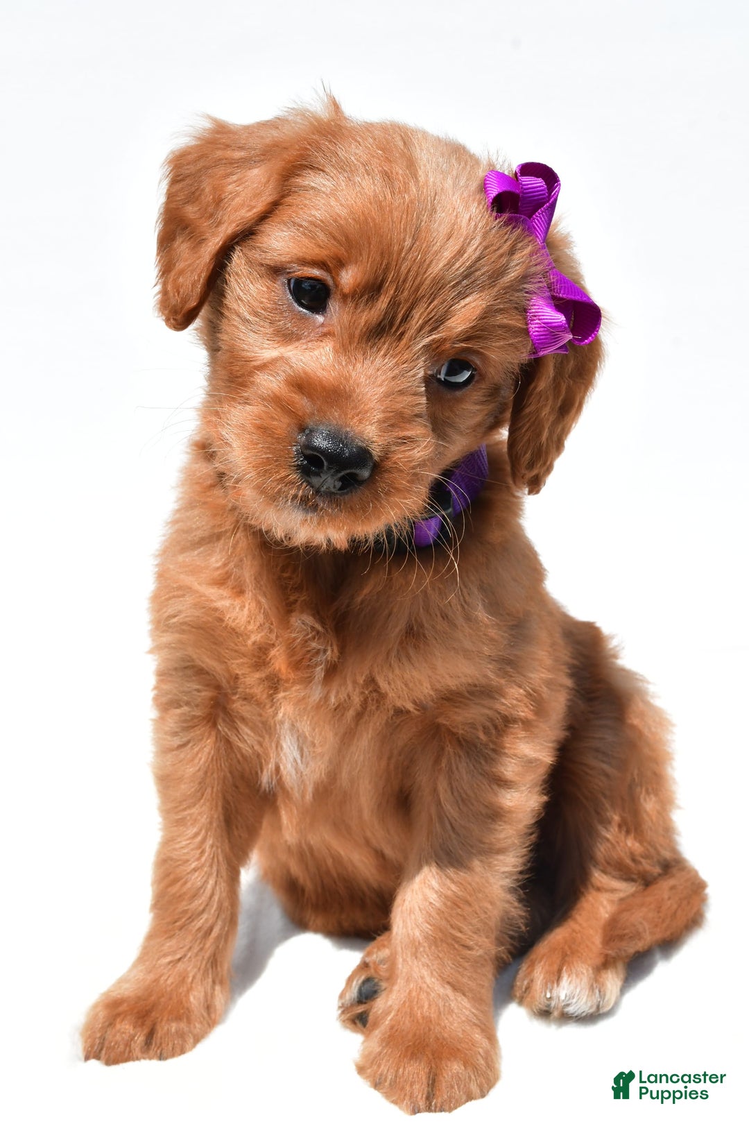 Mini Goldendoodle dogs for sale: Tiny - Image 2
