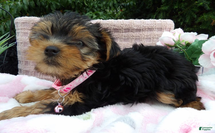 Yorkshire Terrier dogs for sale - Ad 2