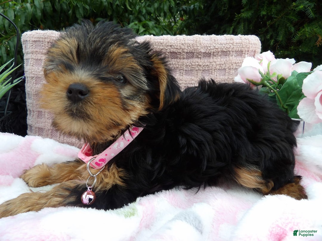 Yorkshire Terrier dogs for sale: Tabby - Image 1