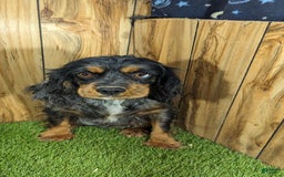 Cavapoo dogs for sale: Bertha Boy 4 - Image 5