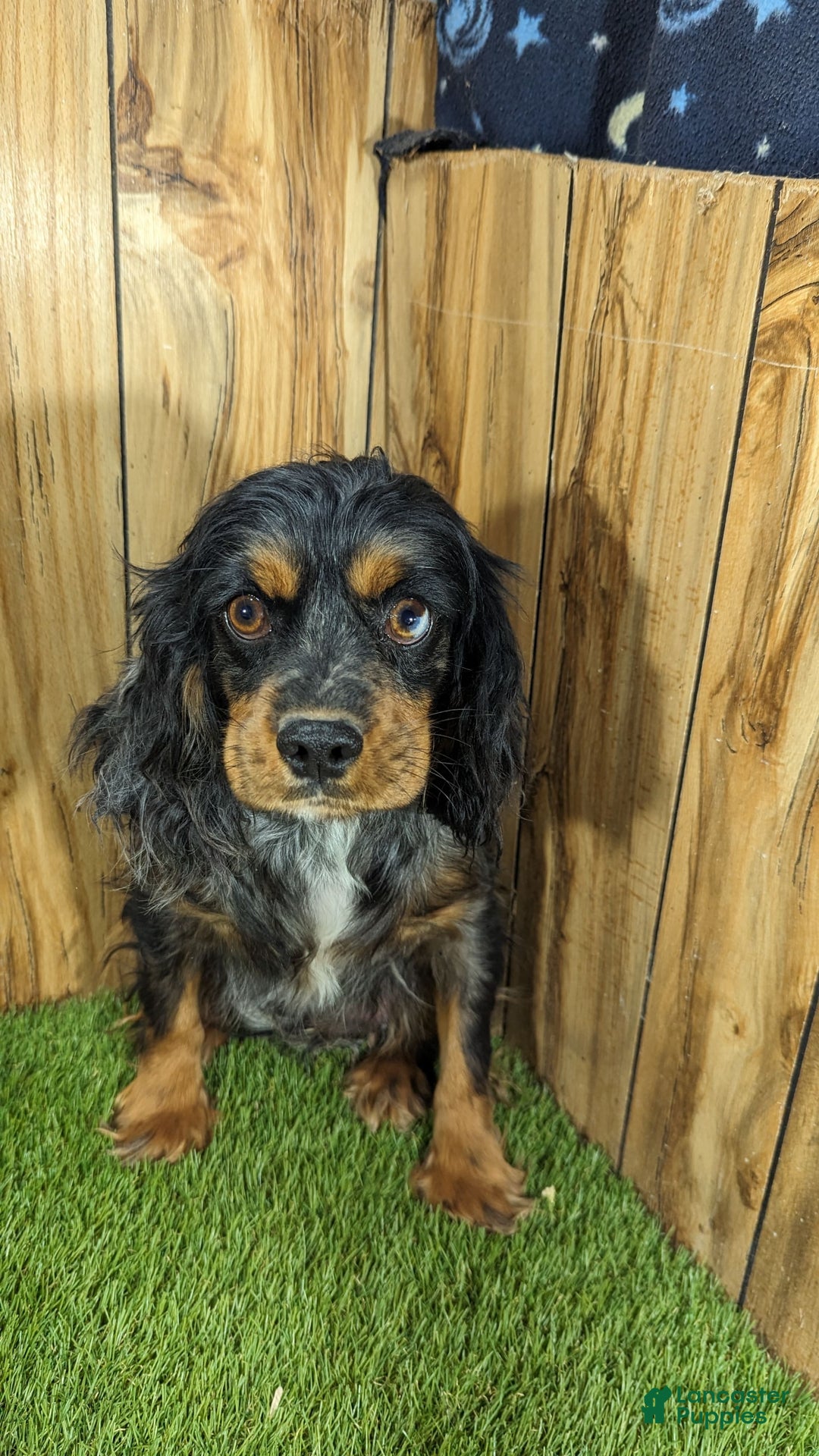 Cavapoo dogs for sale: Bertha Boy 4 - Image 5