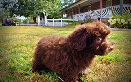 Havapoo dogs for sale: Humble - Image 15
