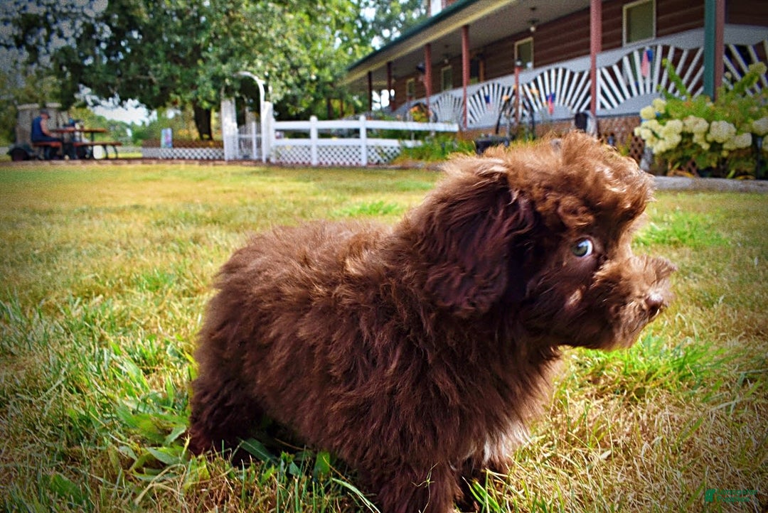 Havapoo dogs for sale: Humble - Image 15