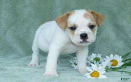English Bulldog dogs for sale: Jasper - Image 2