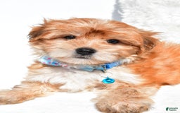 Morkie dogs for sale: Jackson Teacup - Image 4