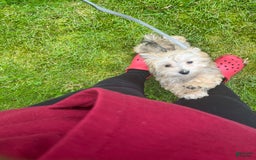 Morkie dogs for sale: Jayce - Image 5