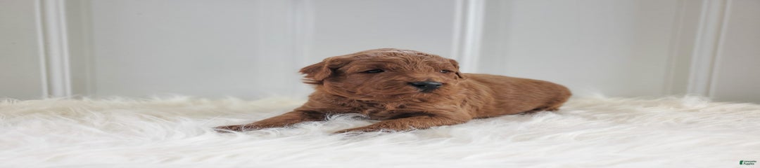 Archie F1b