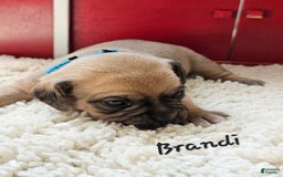 Puggle dogs for sale: Brandi - Image 8