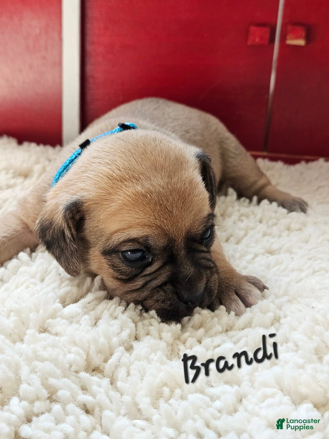 Puggle dogs for sale: Brandi - Image 8