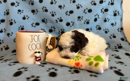 Toy Poodle dogs for sale: Hazel - Image 4