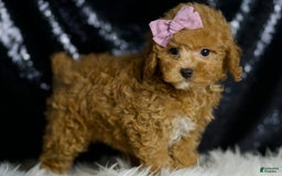 Miniature Poodle dogs for sale: Pattie - Image 4