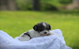 Cockapoo dogs for sale: Savannah - Image 6