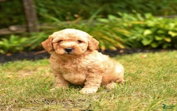 Mini Goldendoodle dogs for sale: Rex - Image 4