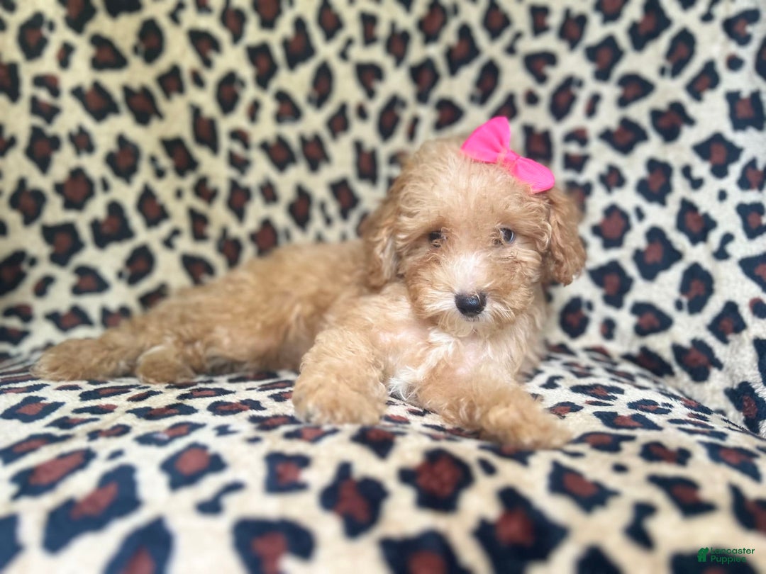 Cavapoo dogs for sale: Dutchess - Image 7