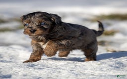 Cavapoo dogs for sale: Pumba - Image 2