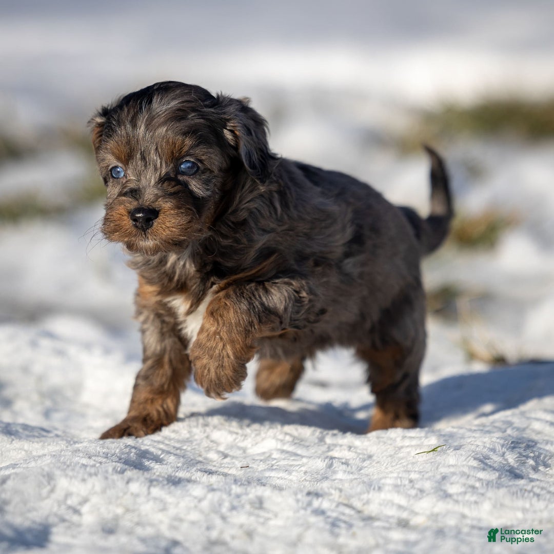 Cavapoo dogs for sale: Pumba - Image 2