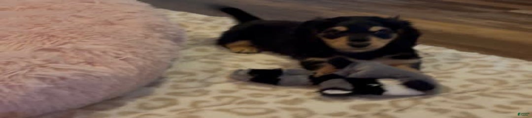 Akc Larry