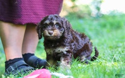 Cockapoo dogs for sale: Ace - Image 16