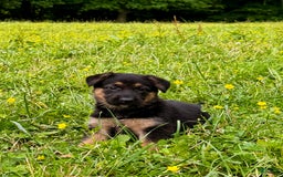 German Shepherd dogs for sale: Drama Girl - Image 6