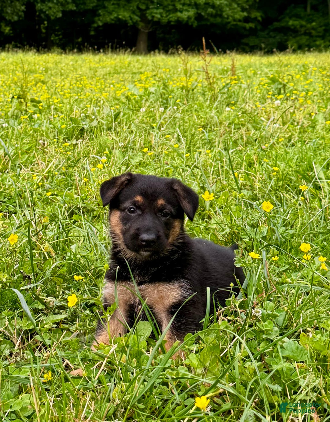 German Shepherd dogs for sale: Drama Girl - Image 6