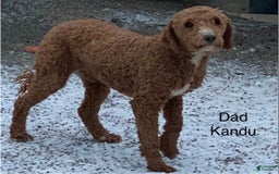 Mini Goldendoodle dogs for sale: Cubby - Image 6