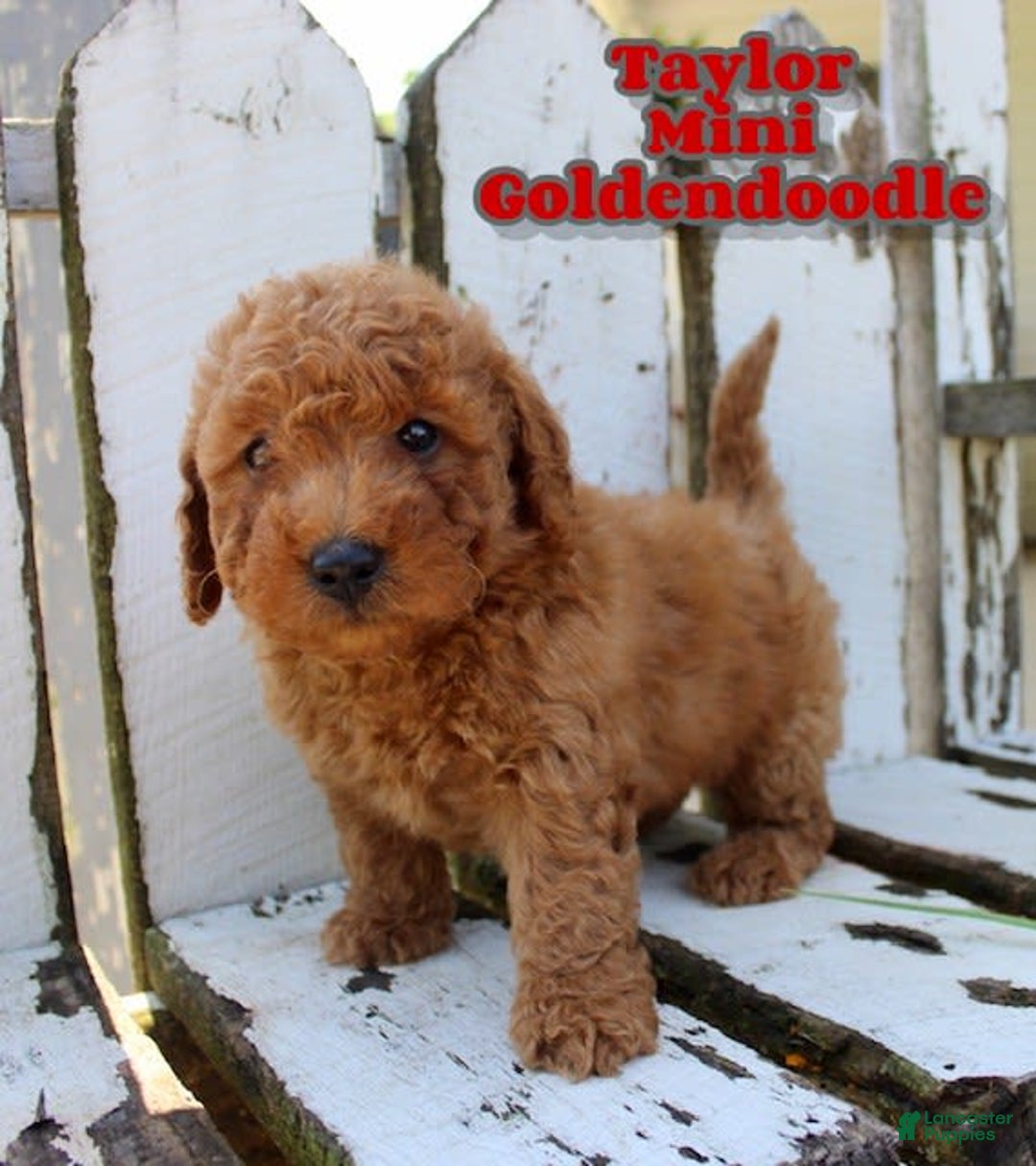 Mini Goldendoodle dogs for sale: Taylor - Image 1
