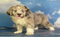 Newfoundland dogs for sale: Jax - Image 3