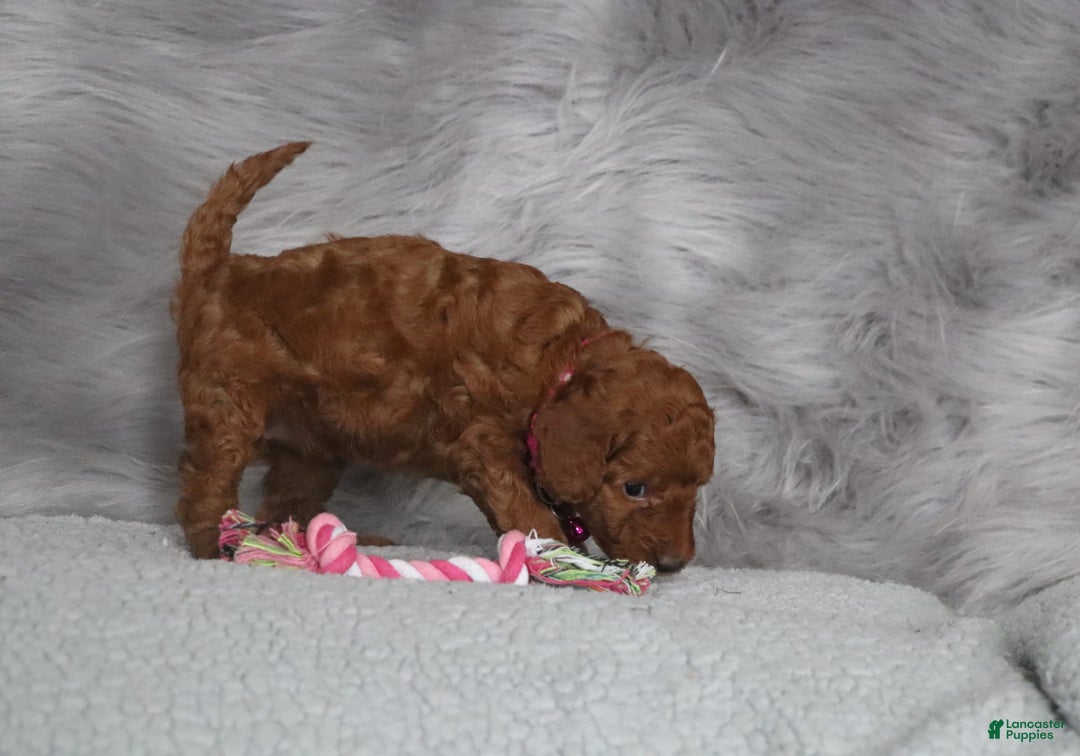 Mini Goldendoodle dogs for sale: Cinnamon - Image 19