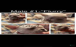 French Bulldog dogs for sale: Flurry - Image 4