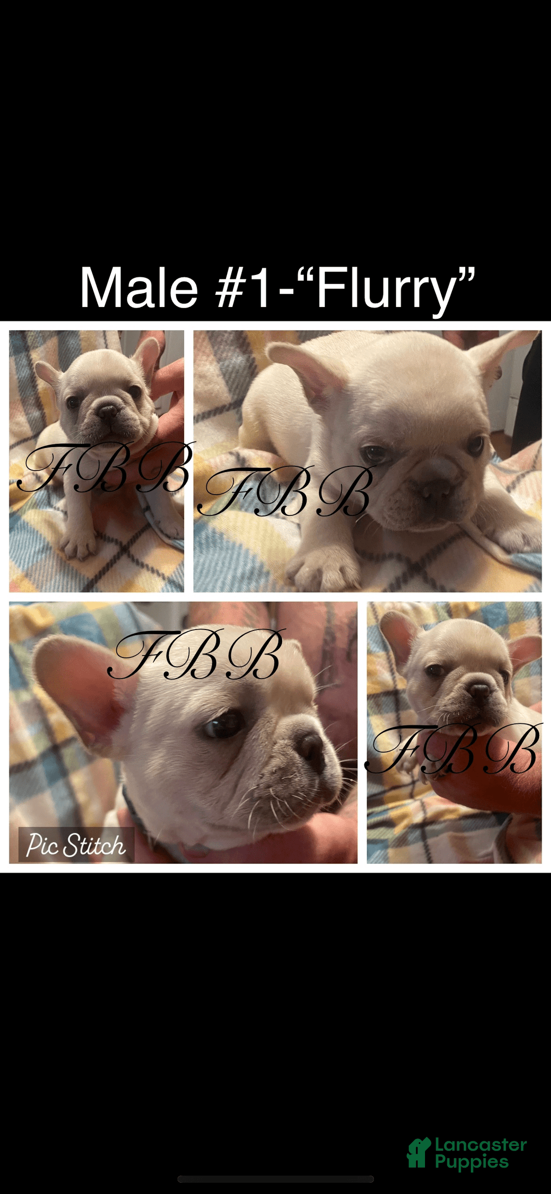 French Bulldog dogs for sale: Flurry - Image 4