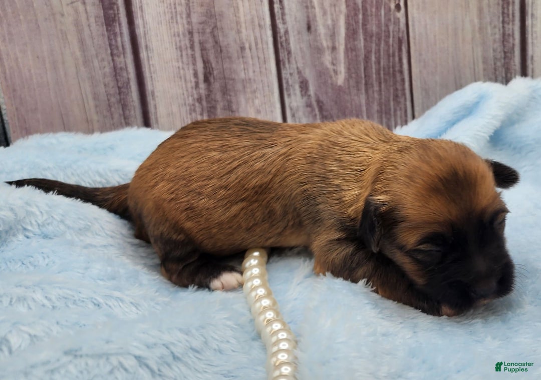 Chinese Crested dogs for sale: Benjamin Button - Image 4